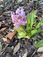 Hyacinthus