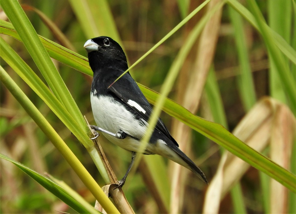 Papa-Capim-de-Peito-Preto (Sporophila Nigricollis)