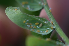 Acizzia jamatonica