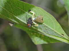 Phrynarachne ceylonica
