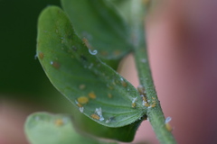 Acizzia jamatonica