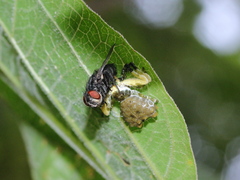 Phrynarachne ceylonica