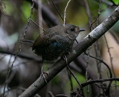 Scytalopus speluncae