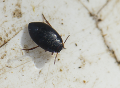 Hydroporus nigrita