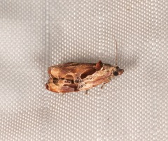 Zomaria interruptolineana