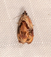 Zomaria interruptolineana