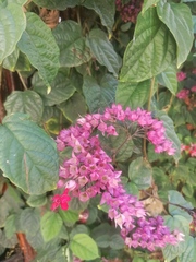 Pentas lanceolata