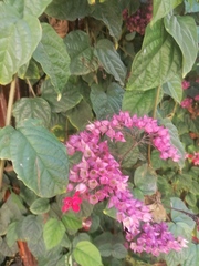 Pentas lanceolata
