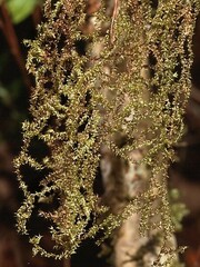 Zelometeorium patulum