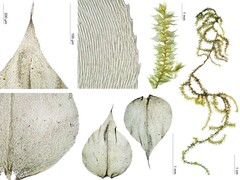 Zelometeorium patulum