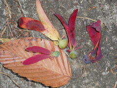 Dipterocarpus obtusifolius