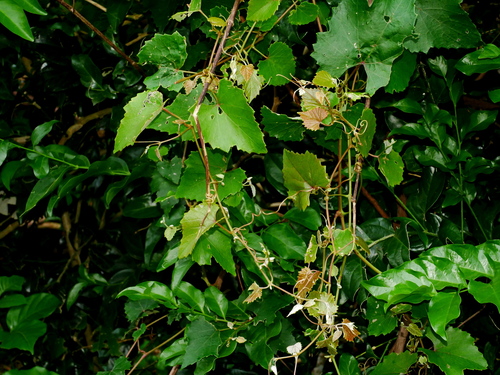 Image of Vitis ficifolia by (c) Jacy Chen, some rights reserved (CC BY)