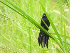 Centropus bengalensis