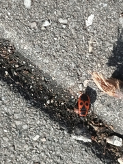Pyrrhocoris apterus