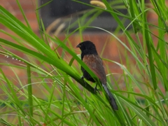 Centropus bengalensis