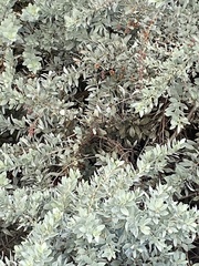 Conocarpus erectus