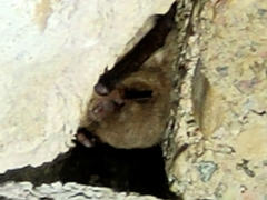 Myotis dasycneme