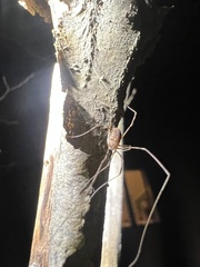 Phalangioidea