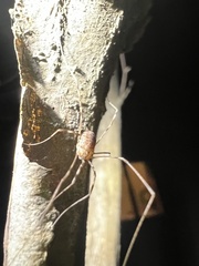 Phalangioidea