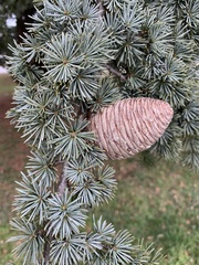 Cedrus