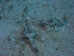 Eurypegasus draconis