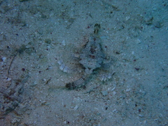 Eurypegasus draconis