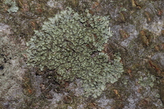 Hyperphyscia adglutinata