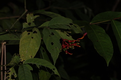 Palicourea longiflora