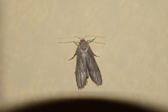 Aphomia cephalonica