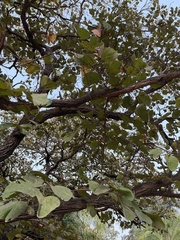 Piliostigma thonningii