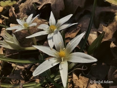 Ornithogalum fimbriatum