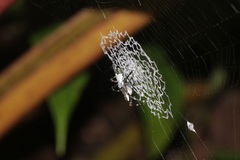 Argiope submaronica