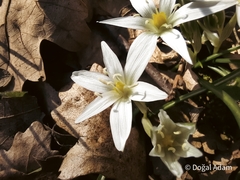 Ornithogalum fimbriatum