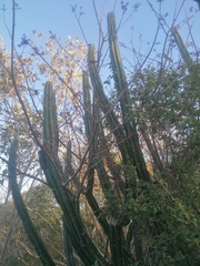 Spondias purpurea