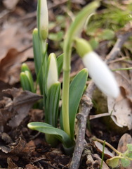 Galanthus plicatus