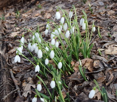 Galanthus plicatus