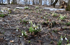 Galanthus plicatus