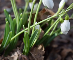 Galanthus plicatus