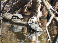 Trachemys scripta elegans