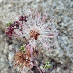 Calliandra eriophylla