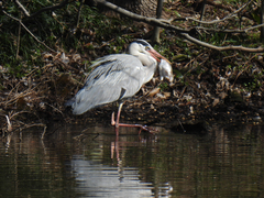 Ardea cinerea
