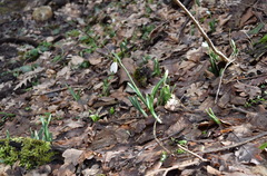 Galanthus plicatus