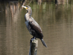 Phalacrocorax carbo