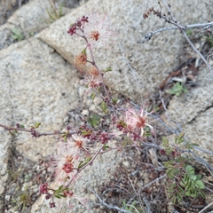 Calliandra eriophylla
