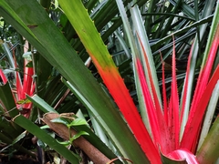 Bromelia pinguin