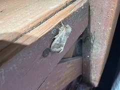 Orthosia garmani