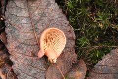 Rhodotus palmatus