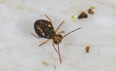 Dicyrtomina ornata