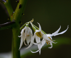 Angiospermae