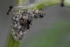 Brachycolus heraclei